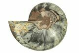 Cut & Polished Ammonite Fossil (Half) - Unusual Black Color #267915-1